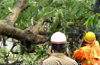 Uprooted Tree Falls near State Bank, no casualities